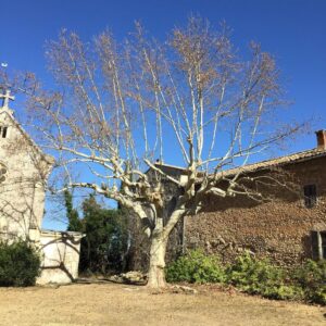 importance elagage esparron sur verdon