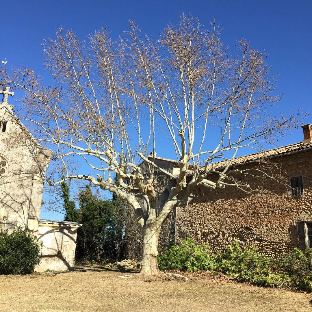 importance elagage esparron sur verdon