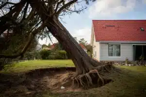 reconnaître un arbre dangereux