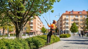 élagage arbres en milieu urbain